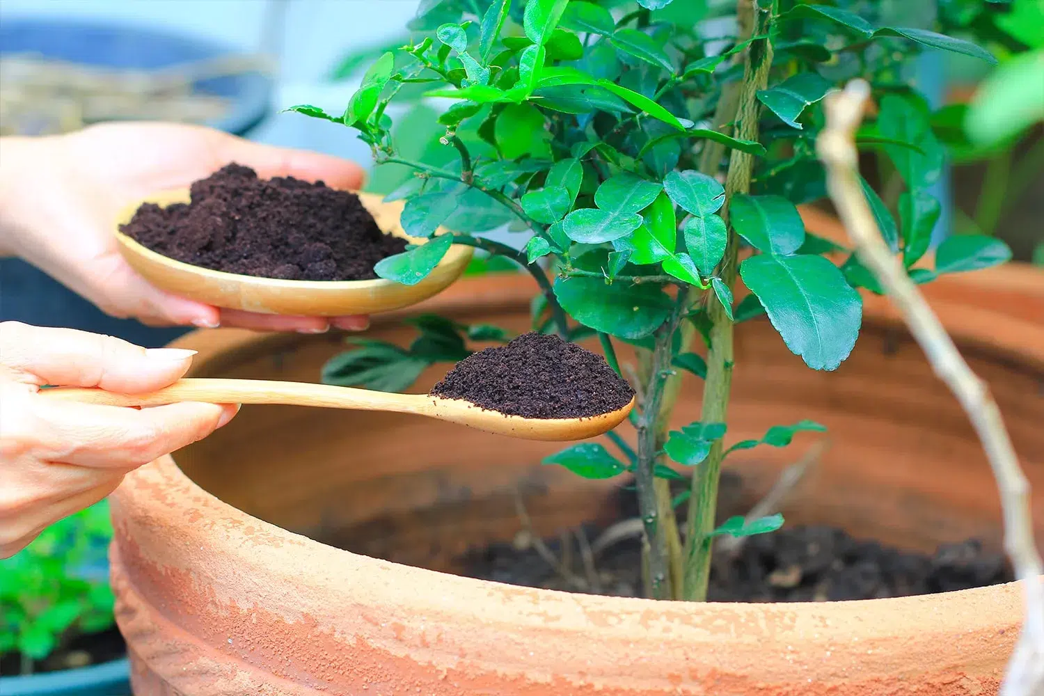 café dans les plantes