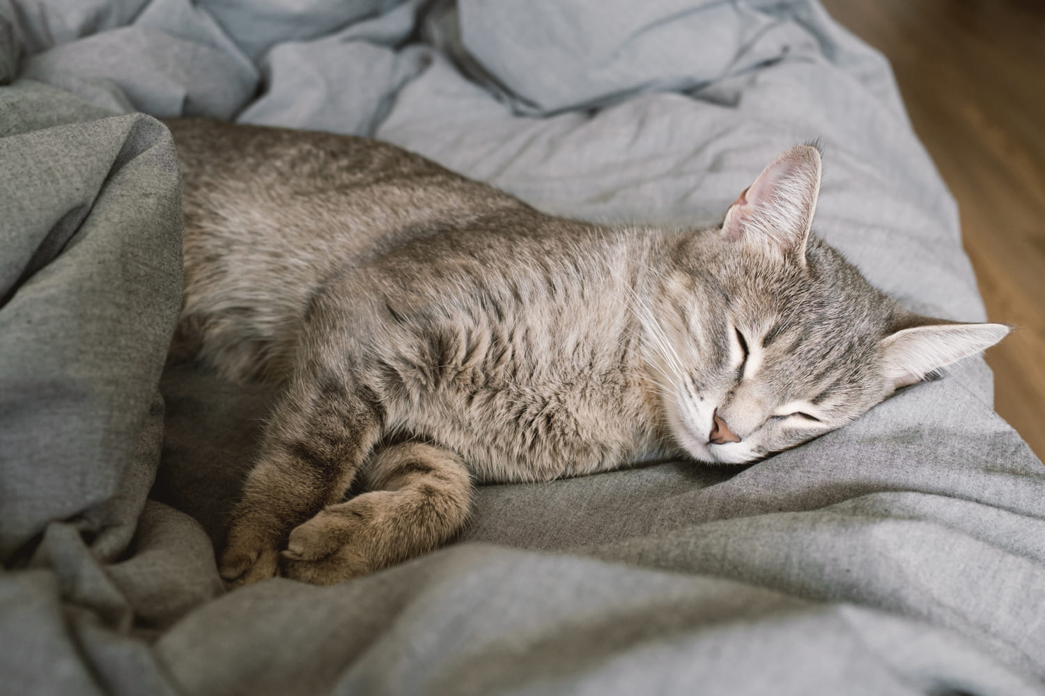 chat dort dans le lit (1)