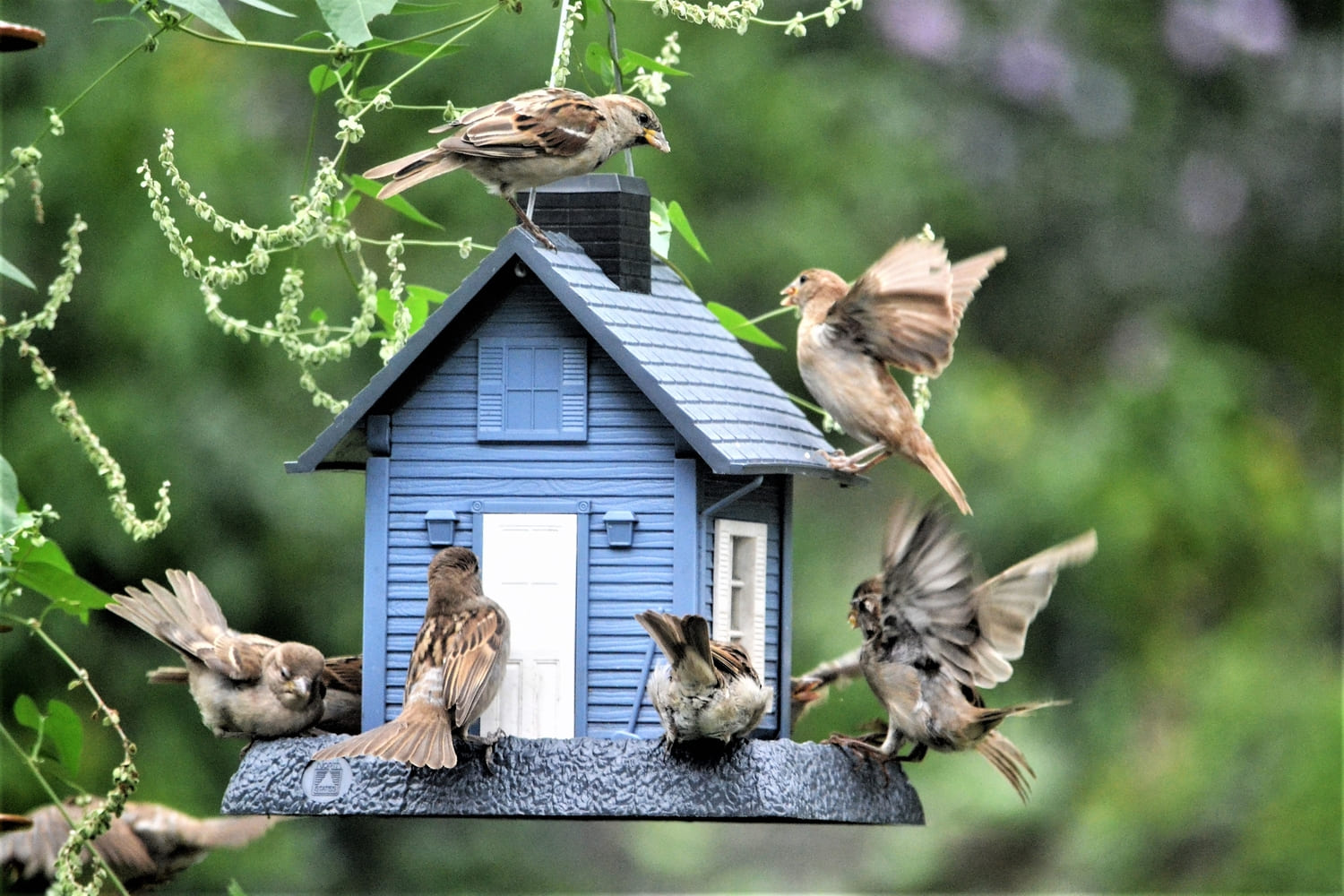 des oiseaux dans le jardin