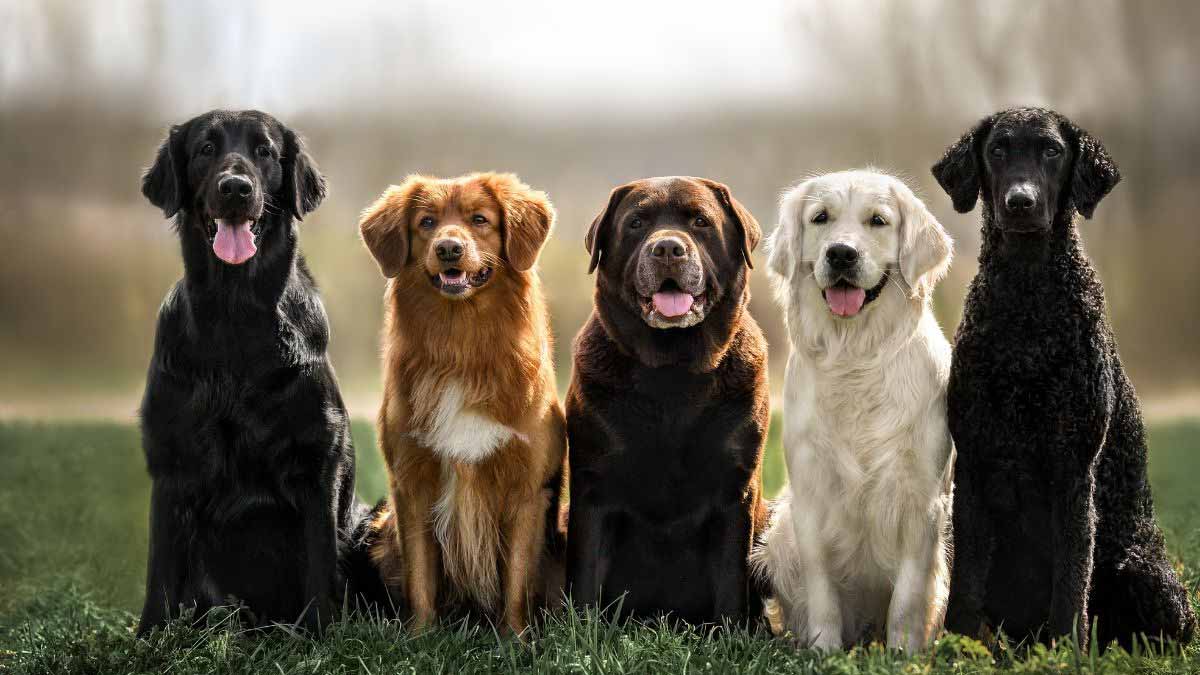 cet expert canin tranche et dévoile la meilleure race de chien au monde, facile à dresser et très fidèle