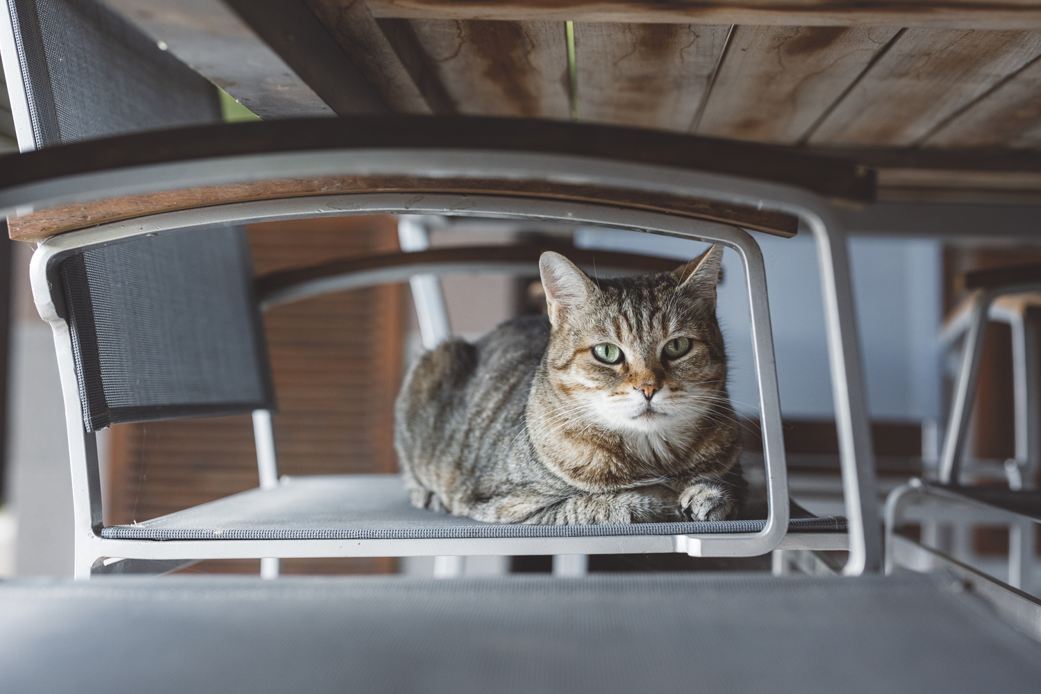 chat chez le voisin