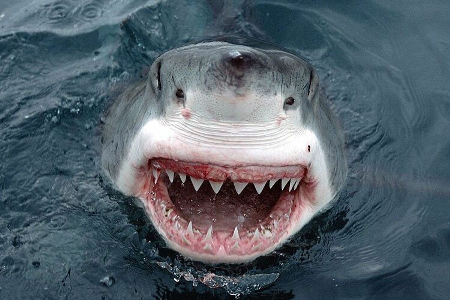 requin bouledogue